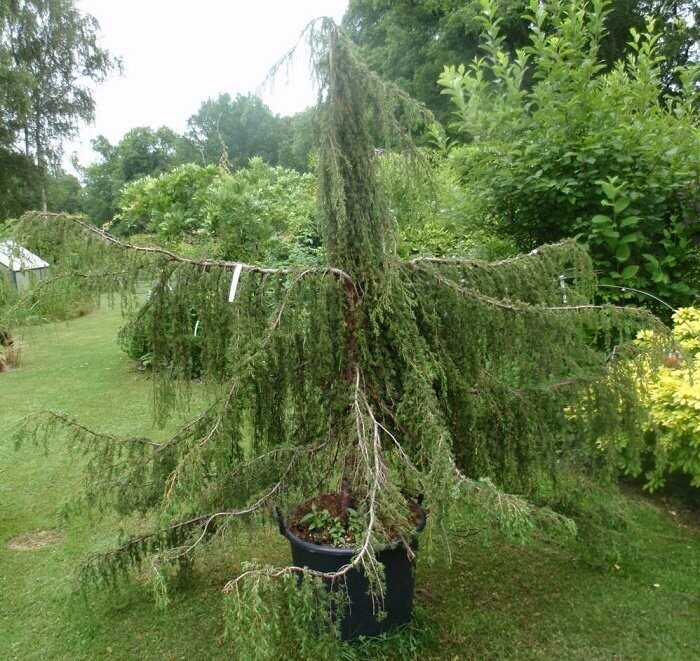 Juniperus communis Horstmann pendula 7.5L 150-160cm