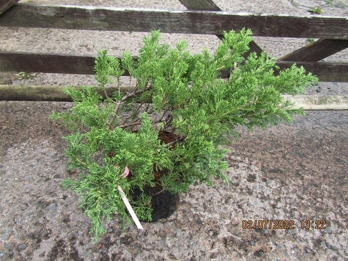 Juniperus chinensis parsonii 10L 45-55x80