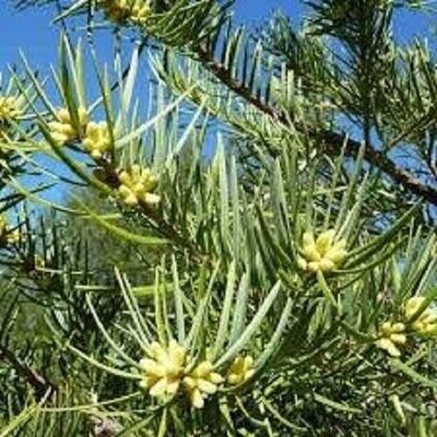 Keteleeria