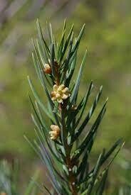 Keteleeria evelyniana P9 10-15cm....contact the office please