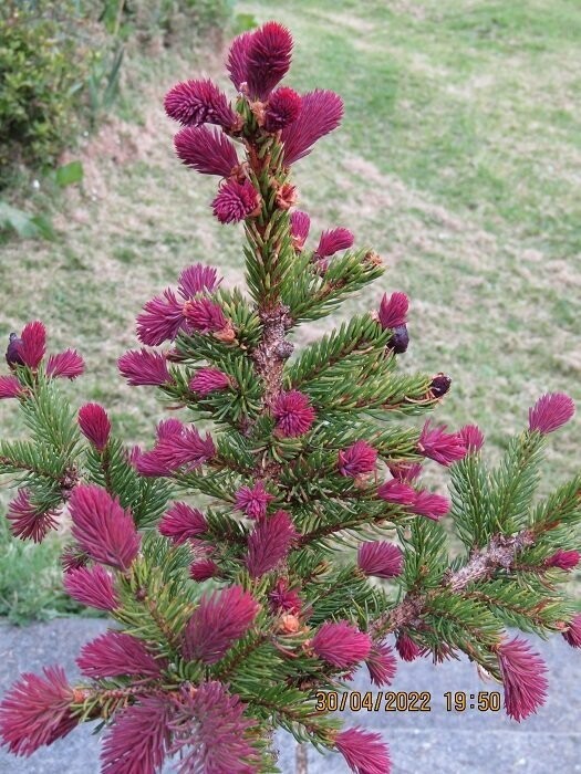 Picea abies cruenta 50-60cm