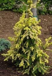 Picea abies gold drift 10L 70-80