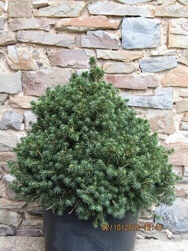 Picea abies tompa 40-50x45cm