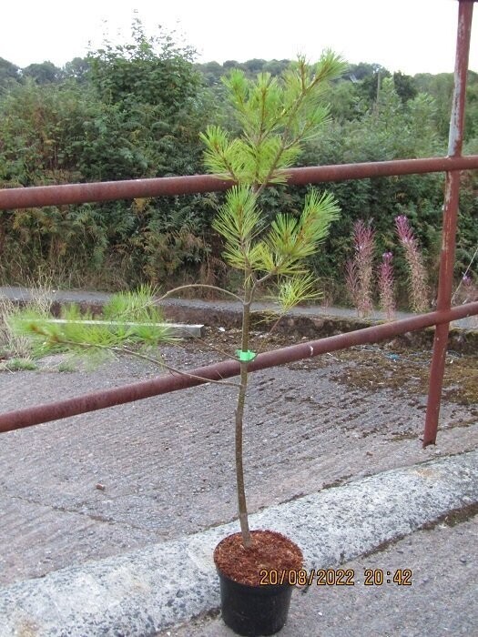Pinus armandii 5L 120-130cm