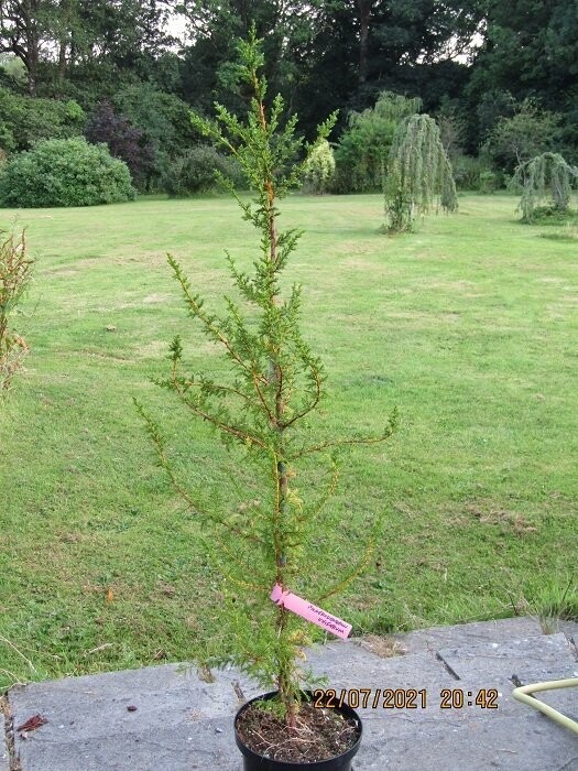 Pilgerodendron uviferum 10L 130-140cm