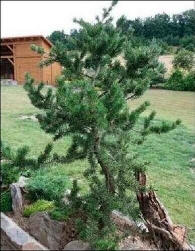 Pinus banksiana arctis 7.5L 30-35x25cm