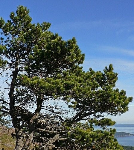 Pinus contorta, lodgepole pine 85-95cm