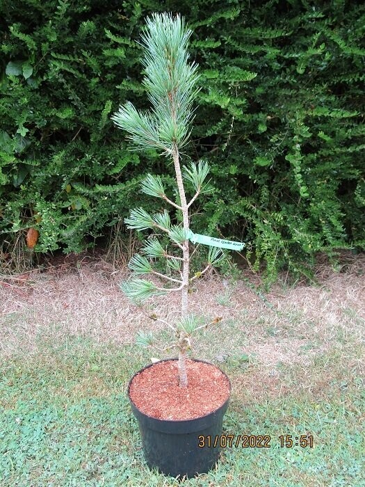 Pinus cembra glauca, blue Swiss stone pine 7.5L 80-90cm
