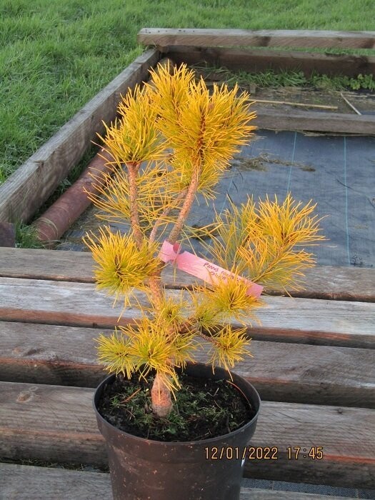 Pinus contorta chief joseph 3L 65-70cm EXACT ITEM ADDITIONAL PHOTO