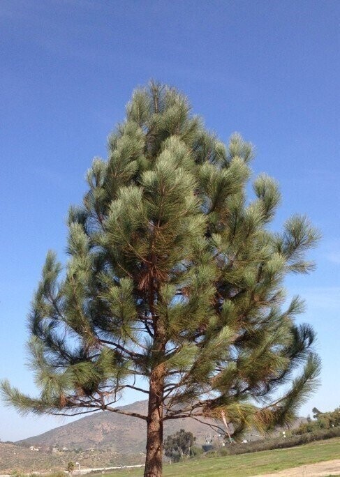 pinus coulteri  approx 14-20cm 2nd/3rd yr