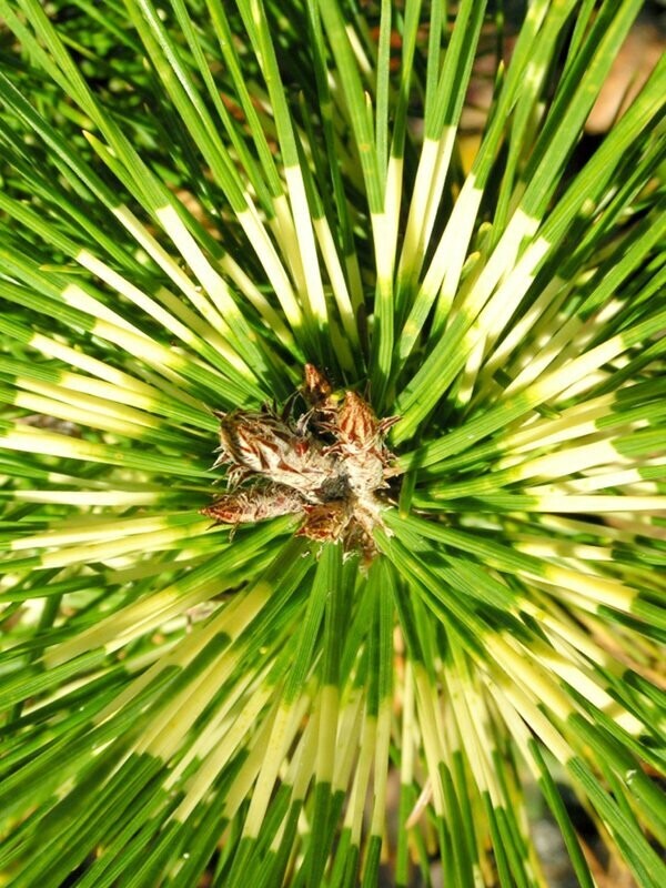 Pinus densiflora rainbow 15L 75-85x90cm A grade, fluffy