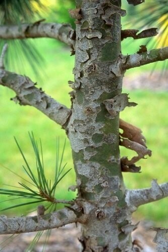 Pinus gerardiana, chilgoza pine 5L 40-45cm