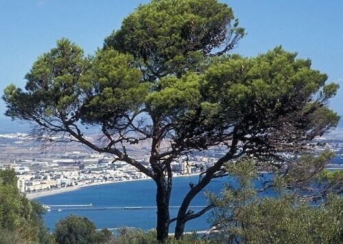 Pinus halepensis, Jerusalem/Aleppo pine15L 230-250cm