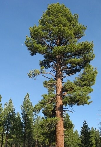 Pinus jeffreyi 55-65cm