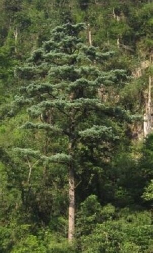 Pinus kwangtungensis P9 10-12cm seedling