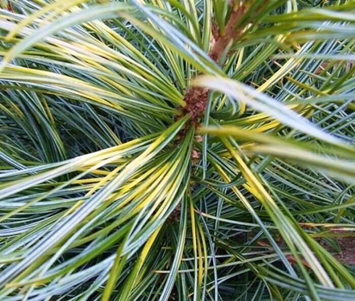 Pinus koraiensis oculus draconis, dragons eye 3L 25-30cm