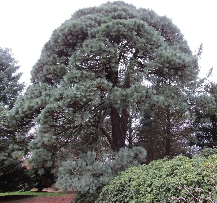 Pinus montezumae 20-25cm from seed, fast grown, 2nd year seedlings