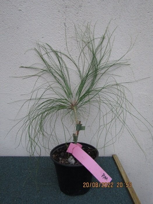 Pinus montezumae 25-35cm from seed, please call the office, 4-5yrs