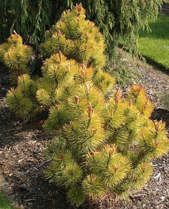 Pinus mugo zundert 7.5L 45-55cm