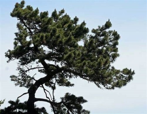 Pinus muricata, Bishop pine,7.5L 180-190cm