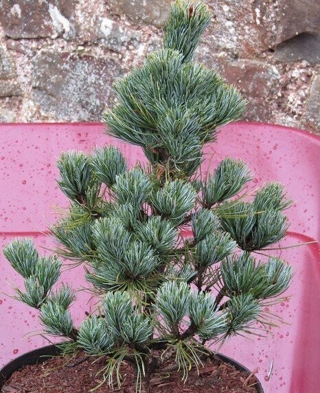 Pinus parviflora  arakawa, rough bark Japanese white pine 10L 62x52cm