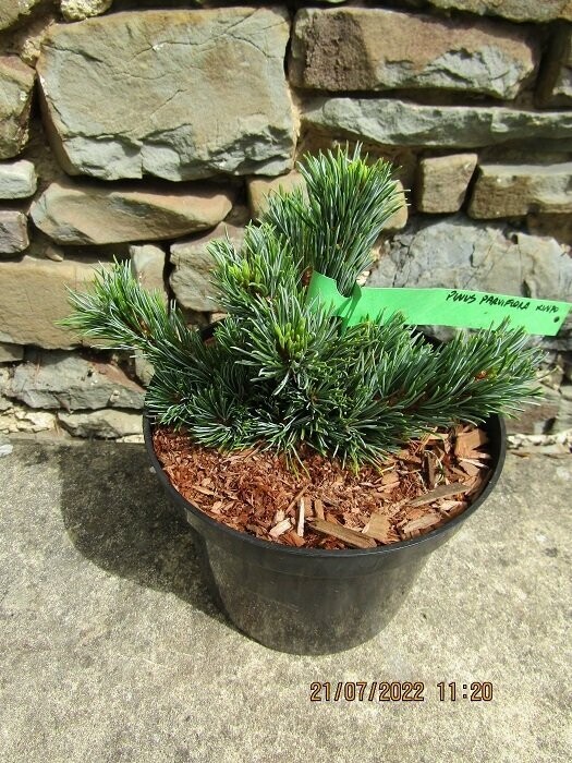 Pinus parviflora kin-po 15-18x15+cm