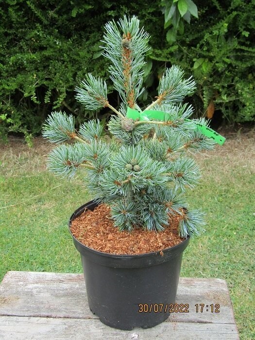 Pinus parviflora shu-re 5L 35-45cm