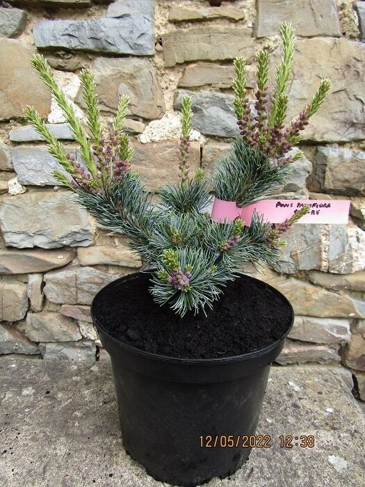 Pinus parviflora shu-re 5L 25-35cm