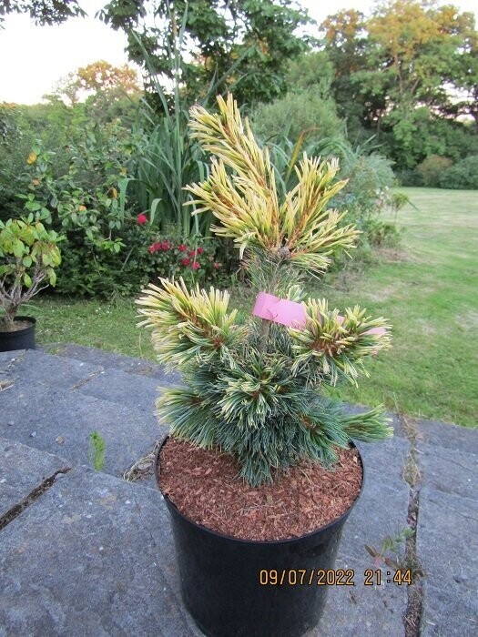 Pinus parviflora tenysu-kazu(syn. ~dr Landis/goldilocks) 7.5L 55-65cm
