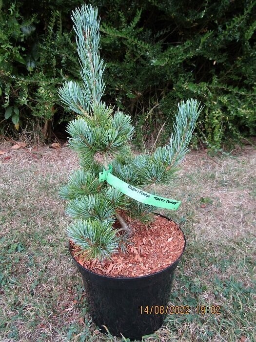 Pinus parviflora Tokyo dwarf 5L 40-50cm