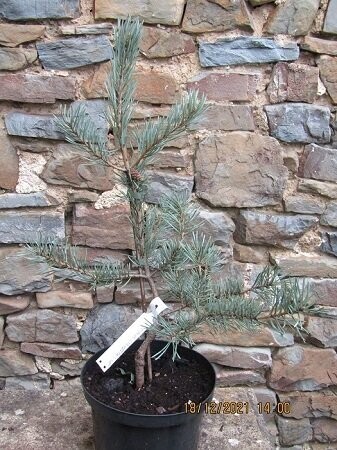 Pinus sylvestris se 5L/7.5L 90-100cm