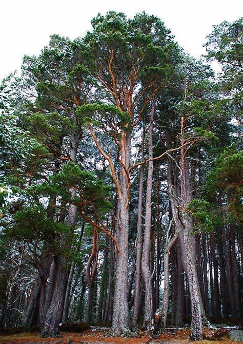 Pinus sylvestris scotica, Caledonian Scots pine, 3L 75-80cm