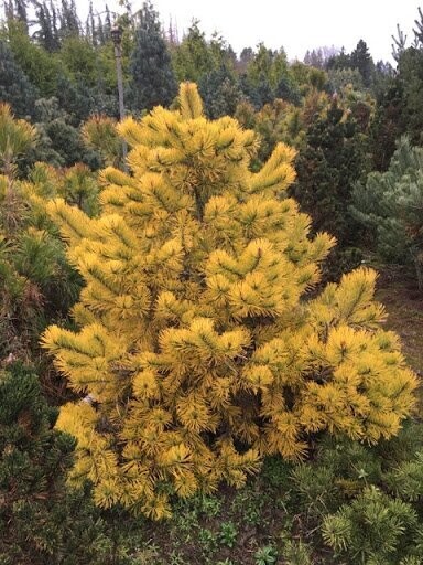 Pinus sylvestris gold coin 10L 75-80x up to 60cm