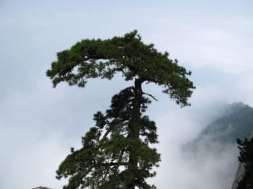 Pinus tabuliformis var. mukdensis, Chinese red pine natural variant 20-30cm