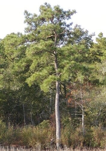 Pinus taeda, loblolly pine 2L 50-60cm