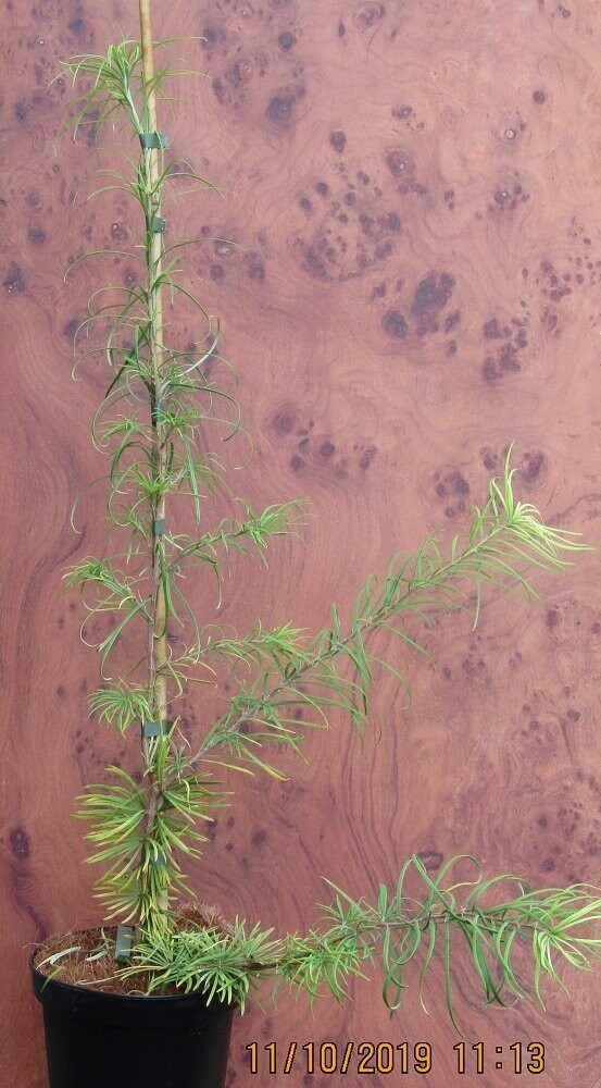 Psuedolarix amabilis 70-80cm whip