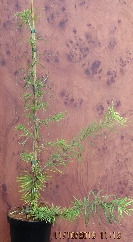 Psuedolarix amabilis 70-80cm whip
