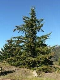Pseudotsuga menziesii, Douglas fir 100-125cm