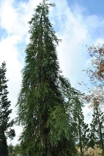 Sequoiadendron giganteum 'Barabits requiem' 5L 40-50cm