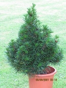 Sciadopitys verticillata picola  7.5L 75-80cm