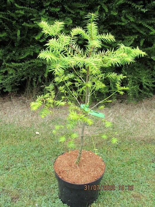 Torreya nucifera, Japanese nutmeg yew 10L 70-80cm 14 yrs old