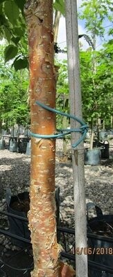 Betula (birch)