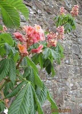 Aesculus (horse chestnut)