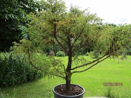 Cryptomeria japonica pygmae 50-55x85cm