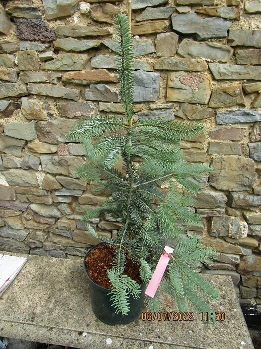 Abies holophylla glauca, blue Manchurian fir, 12L 60-70x55cm