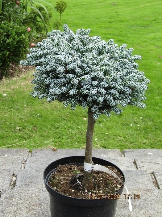 Abies koreana kohouts icebreaker 40-45x45cm