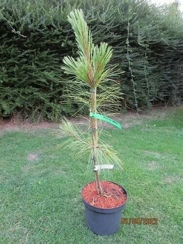 Pinus wallichiana zebrina 90-100cm