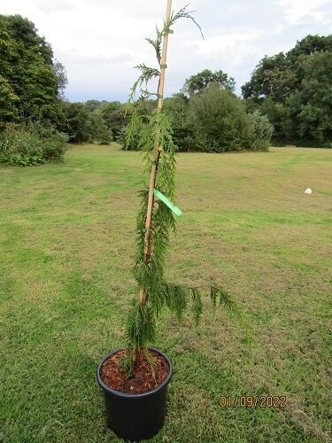 Xanthocyparis nootkatensis moonshot 15L 155-165cm EXACT ITEM OFFER
