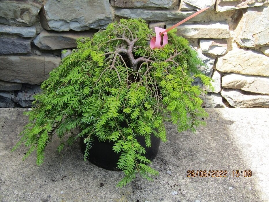 Tsuga canadensis coles prostrate 5L 40cm spread