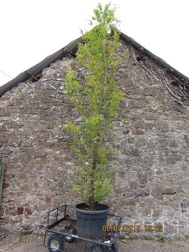 Metasequoia glyptostroboides 5L 100-125cm please call the office